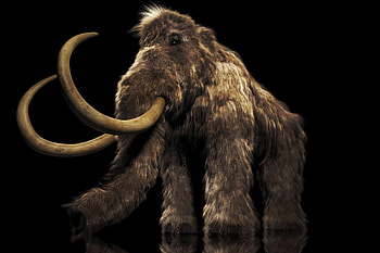 Woolly mammoth tusk, Roadwork in Oregon, Discovered during roadwork, Oregon's mammoth tusk HD wallpaper