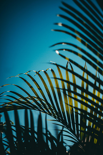 Nature, Sky, Leaves, Palm, Branches HD phone wallpaper