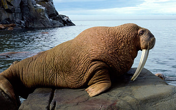 Walrus , beauty, perfection, Full delight HD wallpaper