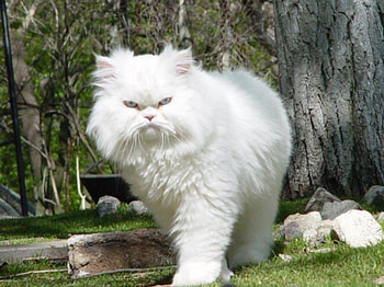 white cat, fluff, cat, white, nice HD wallpaper