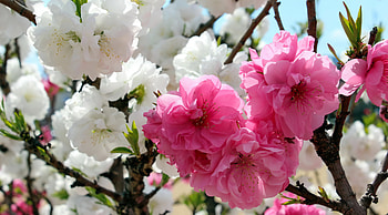 Spring beauty, blooming, flowering, scent, spring, fragrance, white, beautiful, leaves, pink, blossoms, branches HD wallpaper
