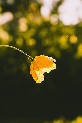 Flowers, Drops, Flower, Bud, Sunlight HD phone wallpaper