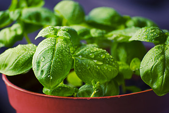 Flowers, Grass, Leaves, Drops, Pot, Basil HD wallpaper