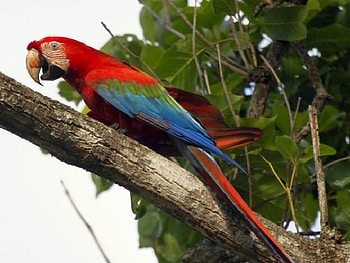 Beautiful Parrot, colors, beautiful, , parrot HD wallpaper