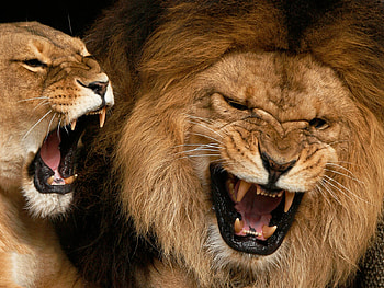 Animals, Lions HD wallpaper