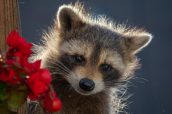 Raccoon Portrait: Charming Wildlife Close-Up, Animal, raccoon HD wallpaper
