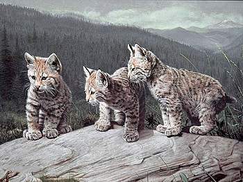 Triplets, lynx, mountains, young, animals HD wallpaper