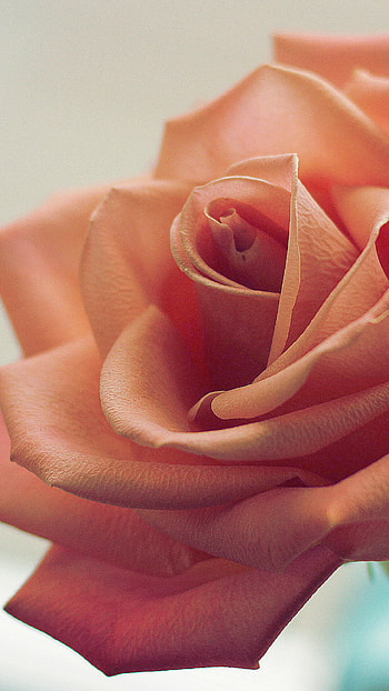 Rose , Stunning aesthetics, Beautiful bloom, Artistic charm HD phone wallpaper