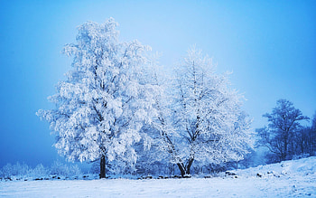 Winter in Smaland, Sweden, trees, sky, ice, snow, scandinavia HD wallpaper