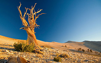 Nature, Stones, Sand, Desert, Wood, Tree, Branches, Branch, Plexus, Shrubs, Dead HD wallpaper
