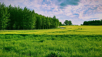 Forest, Grass and Sky HD wallpaper