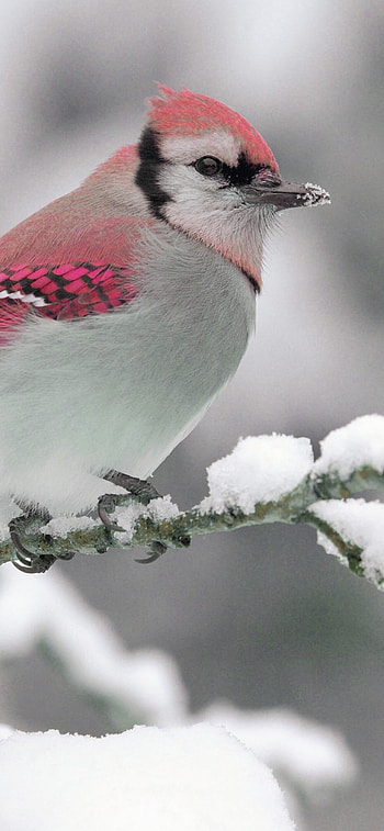 Pretty in pink, , Soft feathers, Delicate beauty HD phone wallpaper