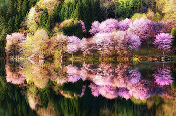 Lake Reflection, Lake, Reflection, tree, sakura HD wallpaper