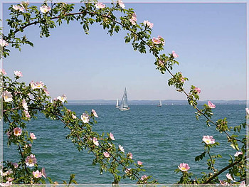 view, blue, sea, wildrose, sailboat HD wallpaper