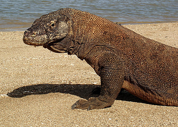 Komodo Island (Animal Reseve), komodo, sand, animals, beach HD wallpaper