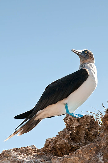 Marrietas Islands, Blue footed booby, Travelworld international magazine, Bird HD phone wallpaper