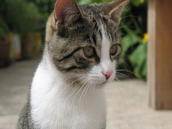 Cat, cats, animals HD wallpaper