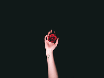 Roses, Hand, Minimalism, Tattoo HD wallpaper