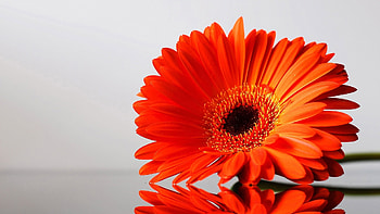 Plants, Flowers HD wallpaper