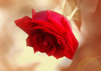 red autumn rose, delecate, plants, soft, fresh, nice, rose, pretty, blossoms, bud, nature, flowers, blooms HD wallpaper
