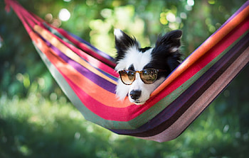 :-), animal, dog, summer, sunglasses, border collie, red, hammock, caine HD wallpaper