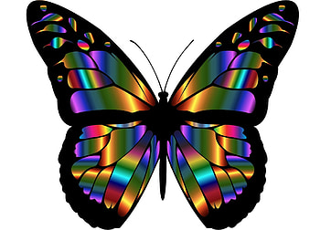 Butterfly, summer, colorful, black, fluture, card, spring HD wallpaper