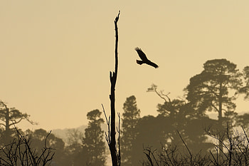 Nature, Sunset, Silhouette, Bird, Flight, Snag HD wallpaper