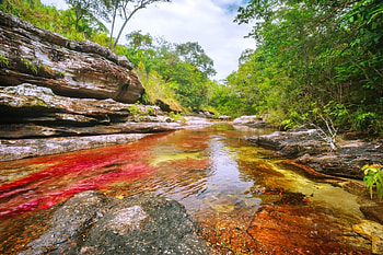 Five Colors River, Cano Cristales, river, crystal waters, trees, beautiful, rocks, Colombia HD wallpaper