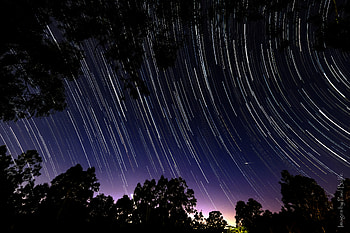 Nature, Trees, Night, Starry Sky, Branches, Starfall HD wallpaper