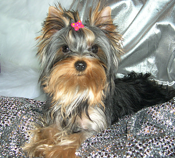 Easy Touch, ET, yorkie beauty, young yorkie female HD wallpaper