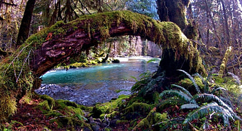 Enchanted Valley Trail, river, moss, sun light, beautiful, ferns, arch, trees, Olympic National Park, trunks, forest HD wallpaper