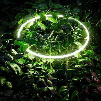 Leaves, Miscellanea, Miscellaneous, Branches, Neon, Glow, Circle HD phone wallpaper