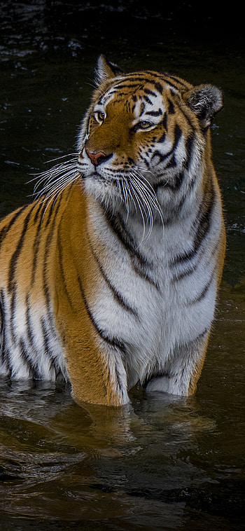 Majestic adult tiger, Exquisite XS , Stunning , Impressive backgrounds HD phone wallpaper