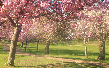 Cherry Blossom Avenue, UK, avenue, cherries, spring, park HD wallpaper