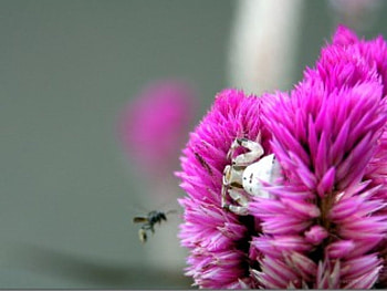 Crab Spider, pink flower, bee HD wallpaper
