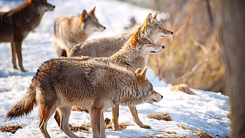 Animals, Wolfs, Winter, Snow, Flock, Hunting, Hunt HD wallpaper