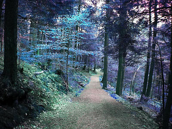 Indigo Ridge, trees, ridge, indigo, path HD wallpaper
