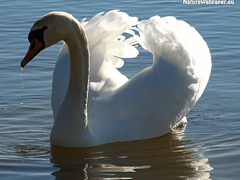 dukuroak, duck, swan, screen, water HD wallpaper