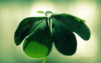 Drops, Macro, Glare, Shine, Light, Leaf, Sheet, Dew HD wallpaper