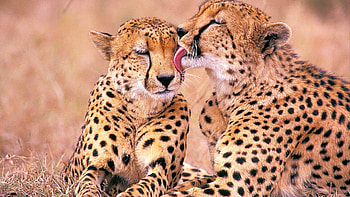 Kruger National Park, Cheetahs, African wildlife HD wallpaper