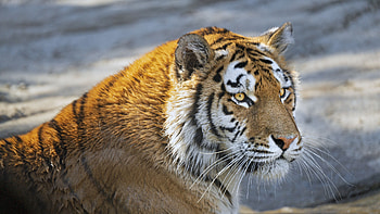 Tiger Predator Glance Big Cat Face HD wallpaper