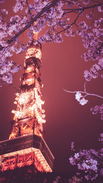 Tokyo Tower, Sakura blossom, Cherry lights, Japanese spring HD phone wallpaper