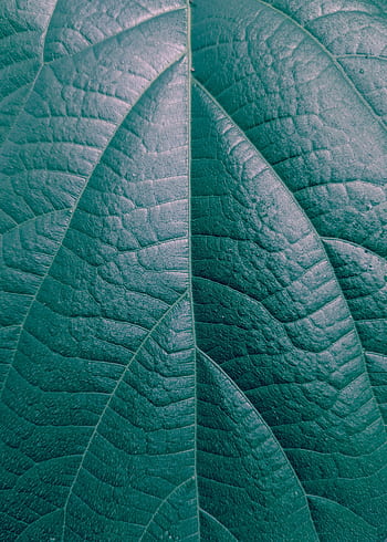 Detailed macro shot of a green leaf showcasing its texture and vein pattern. HD phone wallpaper