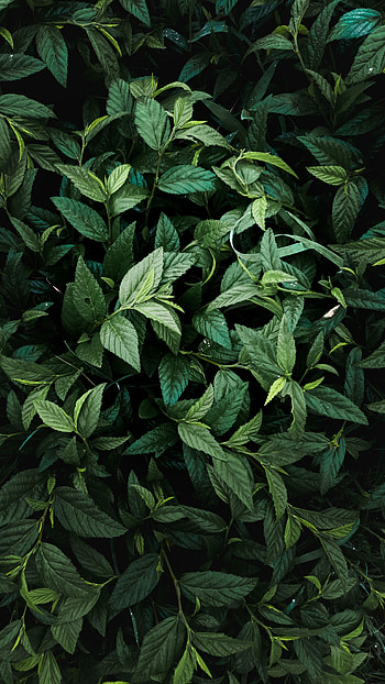 Nature, Leaves, Bush, Branches HD phone wallpaper