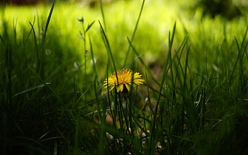 The Lonely Dandelion, backyard, green, beautiful, nature, flowers, grass HD wallpaper