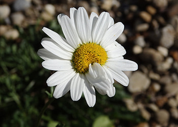 Camomile, Flower, Macro, Petals, Chamomile HD wallpaper