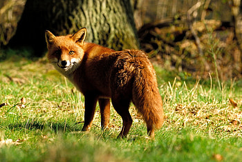 little_survivor, animal, grass, eye, fox, little HD wallpaper