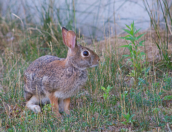 Animals, Grass, Grey, Animal, Hare HD wallpaper