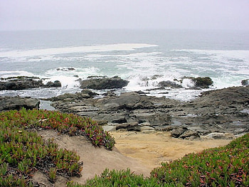 Iceplants on the seashore, california, iceplants, ocean, beaches HD wallpaper