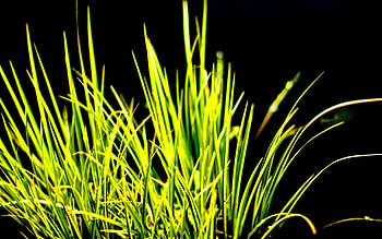 Grass, Background, Macro, Dark, Contrast HD wallpaper